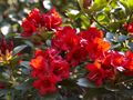 Rhododendron Rotkappchen-1 Różanecznik